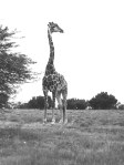 A giraffe watches as we drive by. Mother loved giraffes.