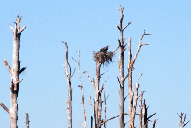 An immature bald eagle, probably hanging out where he hatched earlier in the year.