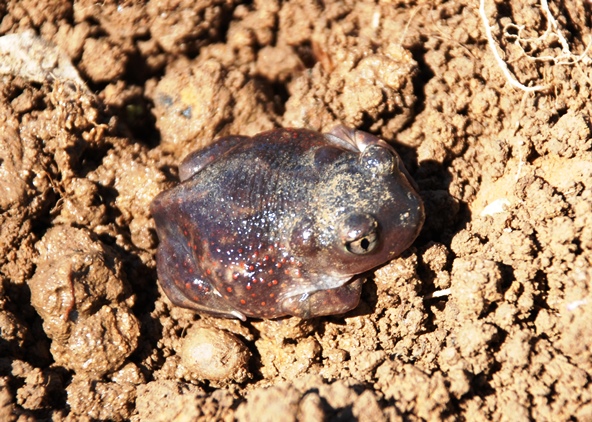 An Eastern Spadefoot Toad, found in Grundy County, Tennessee.
