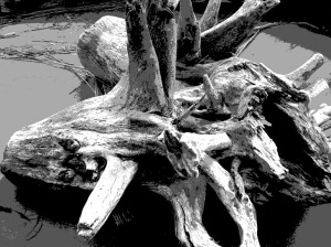Weathered Tree Stump, Delaware Bay, New Jersey