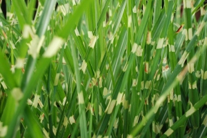Spotted Grass