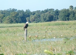 A Bald Eagle studies the water around him in search of a fish dinner.