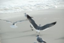 A couple of gulls take flight as I approach