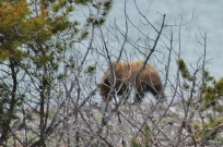 My first sighting of the bear. This is the "cub."