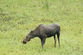 Our second Moose of the day